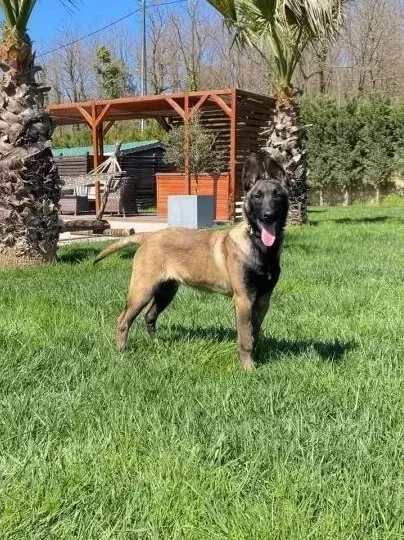 Full Eği̇ti̇mli̇ Hari̇ka Belçi̇ka Kurdu 8 Aylik