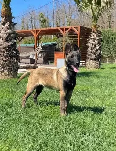 Full Eği̇ti̇mli̇ Hari̇ka Belçi̇ka Kurdu 8 Aylik