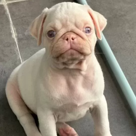 Tam 2 Aylık Pug Albino