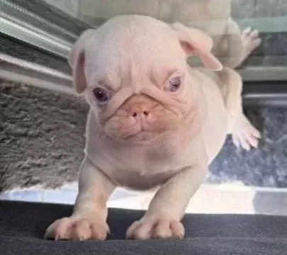 Tam 2 Aylık Pug Albino