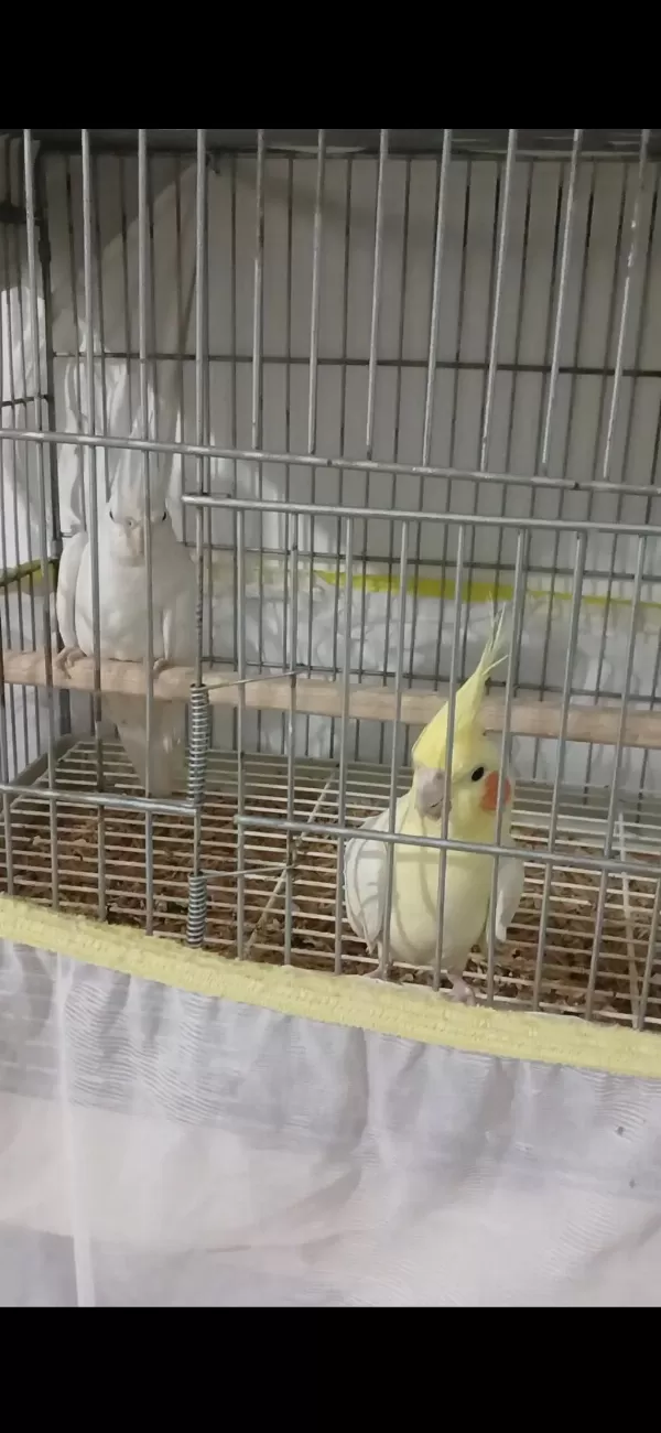 Erkek Lutino Sarı Dişi Albino Beyaz Garanti Takım Kuşumuz