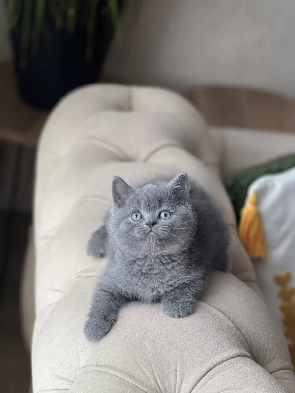 2 Aylik British Shorthair Yavrum
