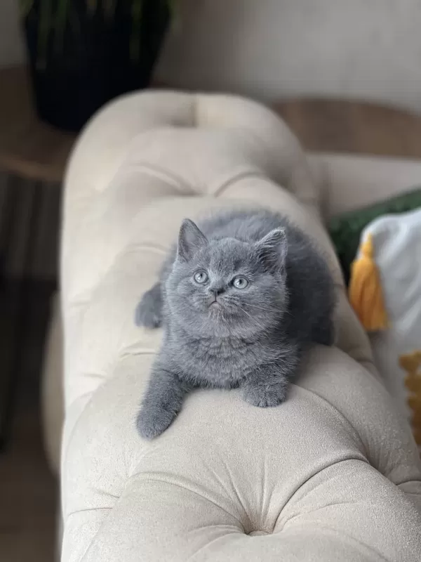 2 Aylik British Shorthair Yavrum