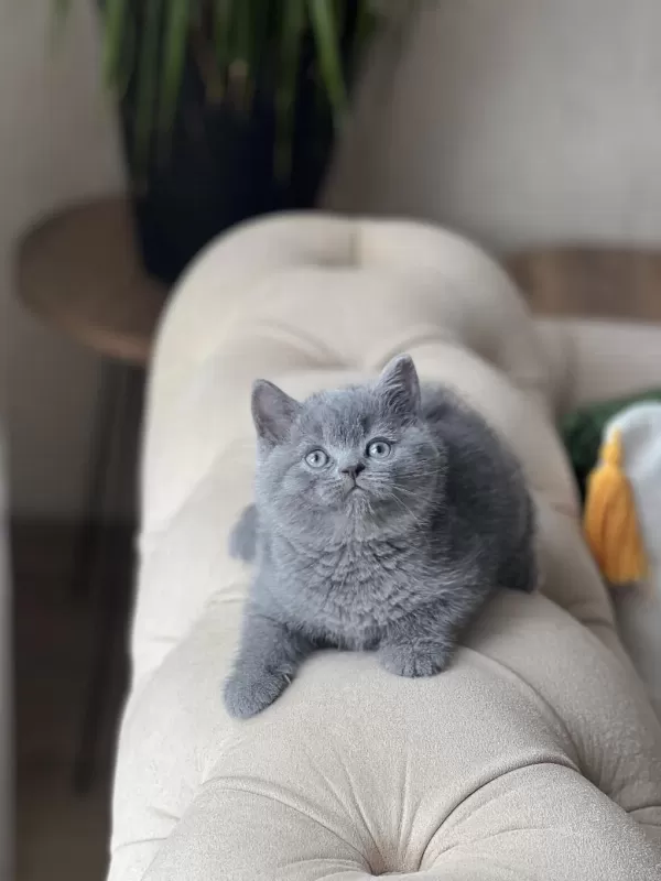 2 Aylik British Shorthair Yavrum