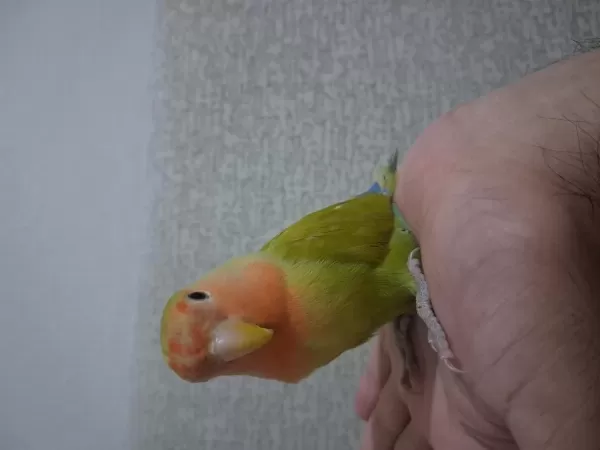 Sevda Papağanı Açıklama Okuyun