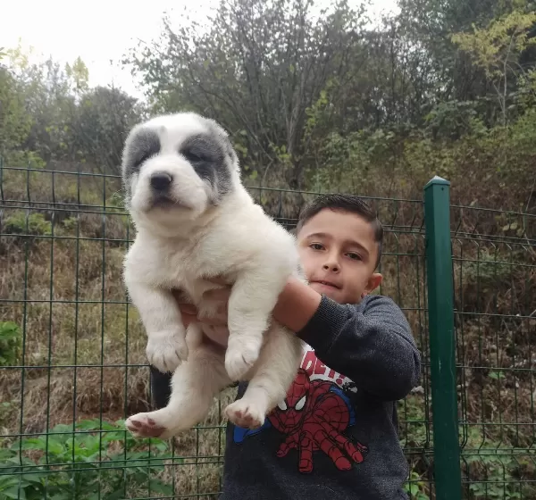 Dev Alabay Yavrulari Kaçirmayin