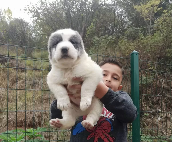 Dev Alabay Yavrulari Kaçirmayin