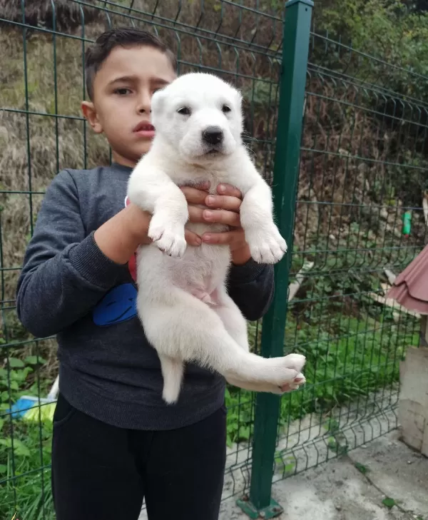 Dev Alabay Yavrulari Kaçirmayin