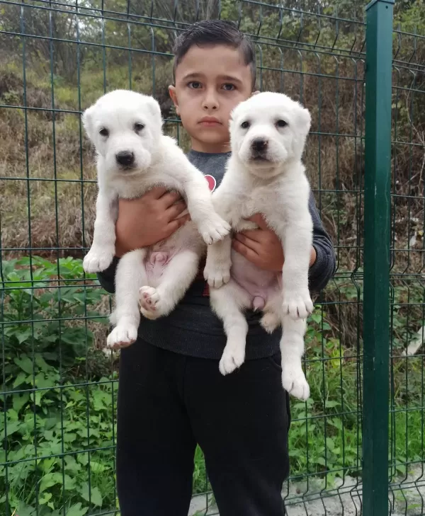 Dev Alabay Yavrulari Kaçirmayin