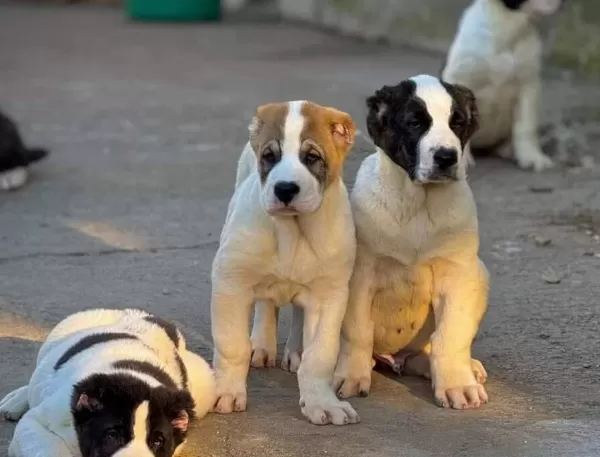 Dev Alabay Yavrulari Kaçirmayin