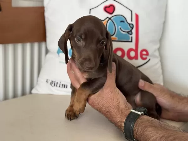 En Güzel Show Kalite Dachshund Yavrumuz