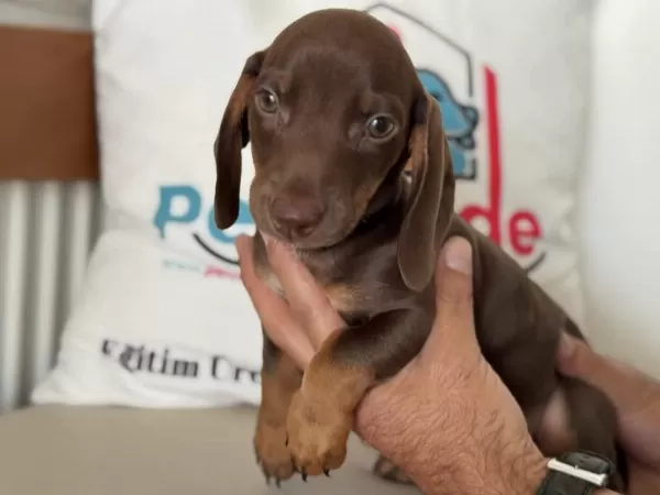En Güzel Show Kalite Dachshund Yavrumuz