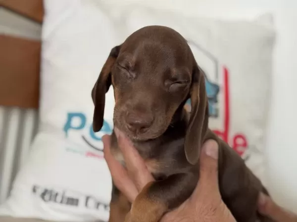 En Güzel Show Kalite Dachshund Yavrumuz