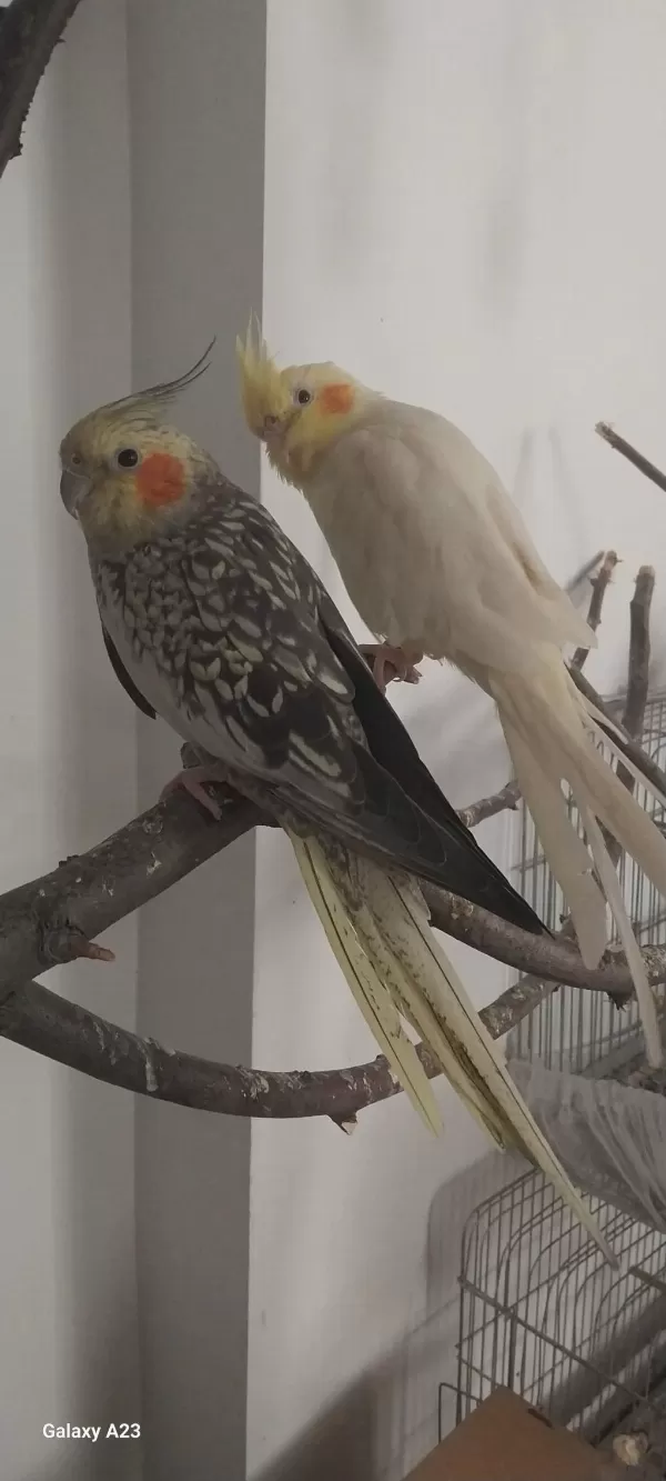 Lutino Sultan Pearly Yavru Alınmıştır Video Vardır Eşleşme