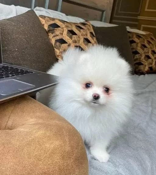 Pomerani An Çi Fli Ği Nden Hari Ka Yavrular Si Zleri Bekli Yor