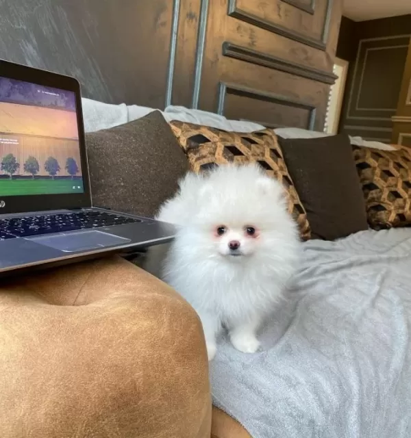 Pomerani An Çi Fli Ği Nden Hari Ka Yavrular Si Zleri Bekli Yor