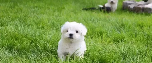 Orijinal Numara Kore Kani Maltese Yavrulari
