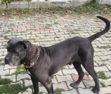 I Ki Yaşında Erkek Uysal Tüm Bakımları Yapılmış Aşıları Tam E