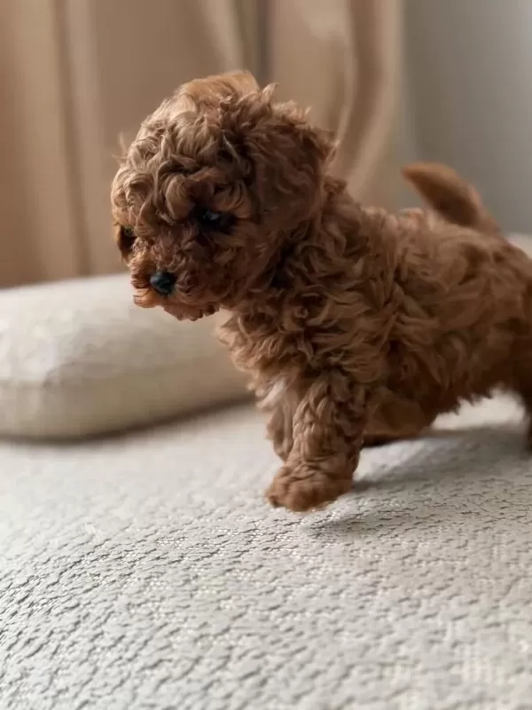 Ruhsatli Köpek Çiftliğinden Toypoodle Yavrularimiz