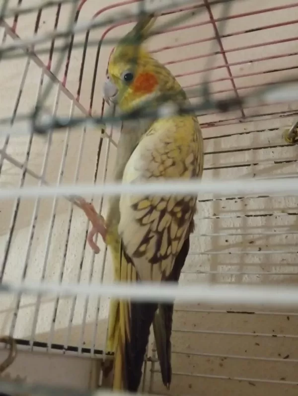 Dişi Sultan Papağanı 2 Yaşında