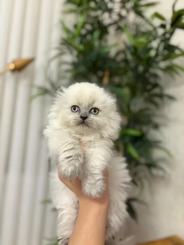 Bebek Yüz Scottish Fold Yavrularim