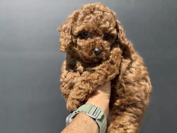 Yasal Ruhsatlı Çiftlikde Ziyarete Açık Toy Poodle