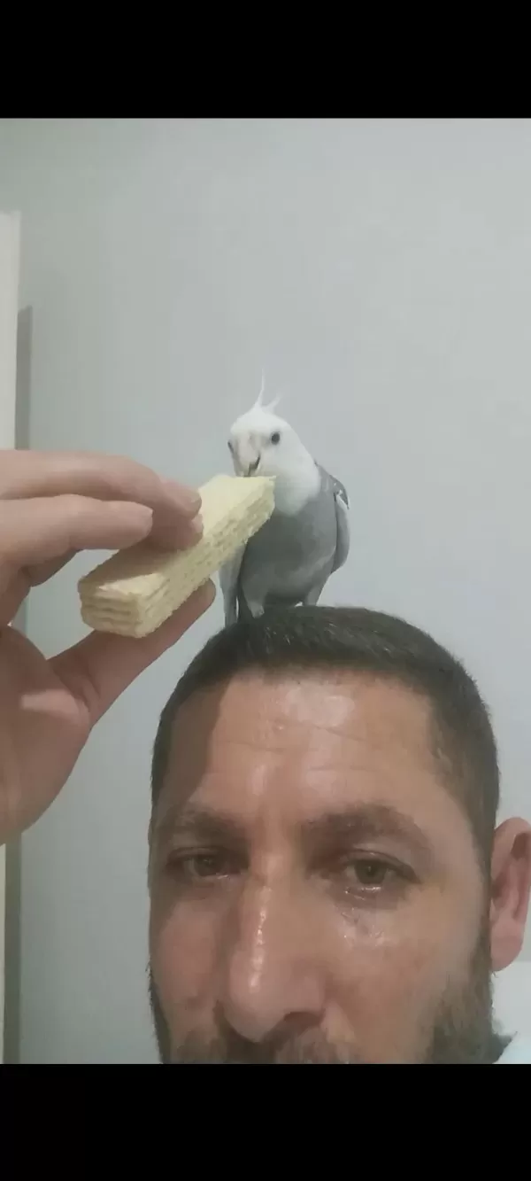 Konuşan Sultan Papağanı Erkek