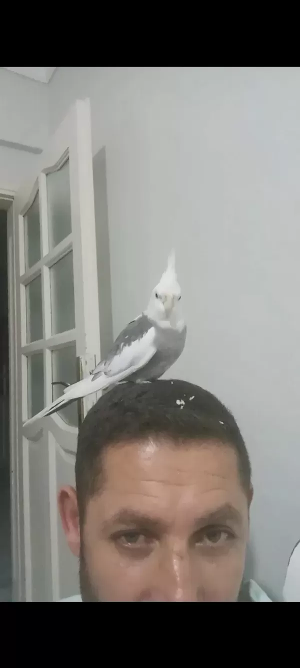 Konuşan Sultan Papağanı Erkek