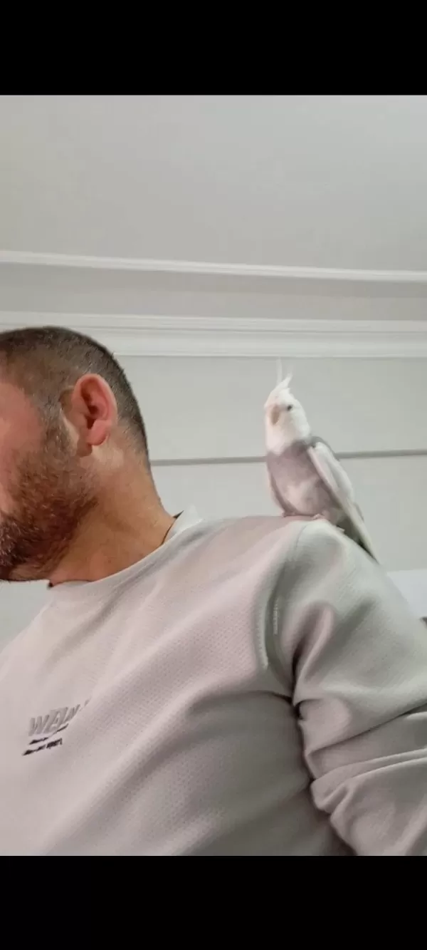 Konuşan Sultan Papağanı Erkek