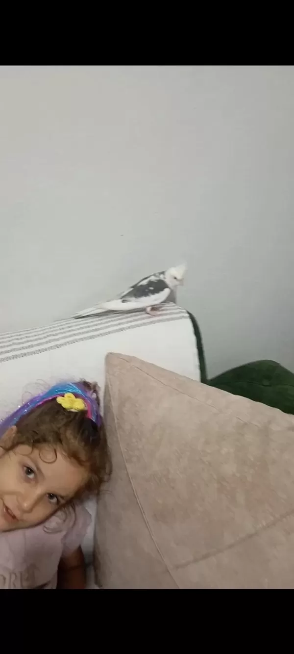 Konuşan Sultan Papağanı Erkek