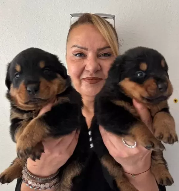 İri Cüsseli Muhteşem Rottweiller Yavrularımız