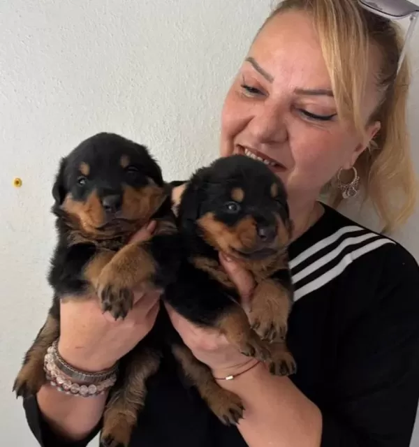 İri Cüsseli Muhteşem Rottweiller Yavrularımız