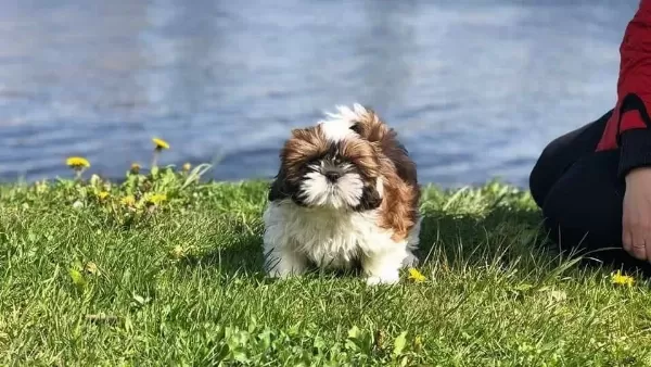 Sağlik Ve Irk Garanti̇li̇ Shih Tzu Yavrulari İstanbul