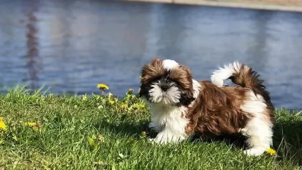 Sağlik Ve Irk Garanti̇li̇ Shih Tzu Yavrulari İstanbul