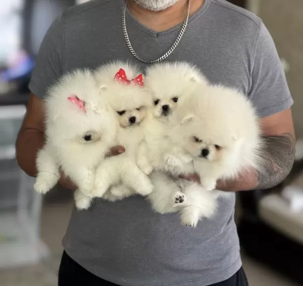 Pomeranian Ayiciklar 2 Dişi Ve 2 Erkek