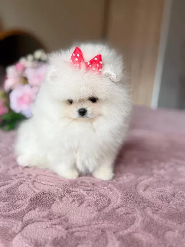 Pomeranian Ayiciklar 2 Dişi Ve 2 Erkek