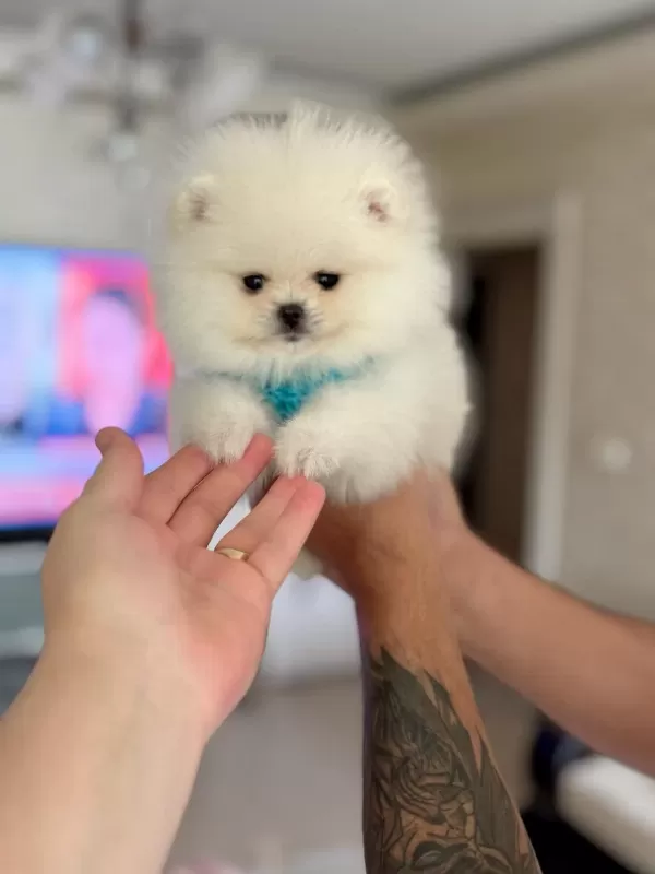 Pomeranian Ayiciklar 2 Dişi Ve 2 Erkek