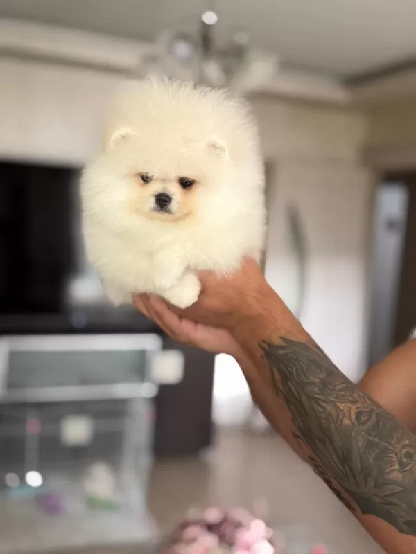 Pomeranian Ayiciklar 2 Dişi Ve 2 Erkek