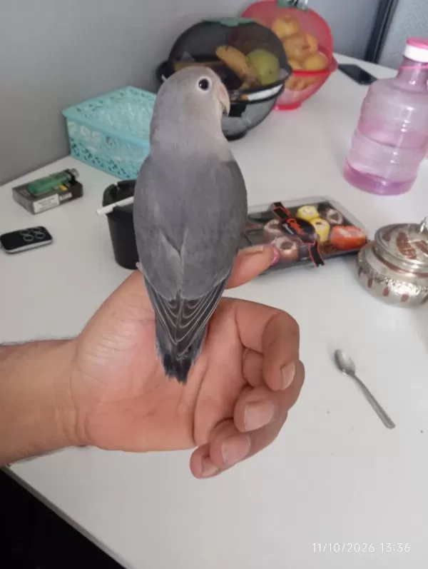 Cennet Papağanı El Besleme