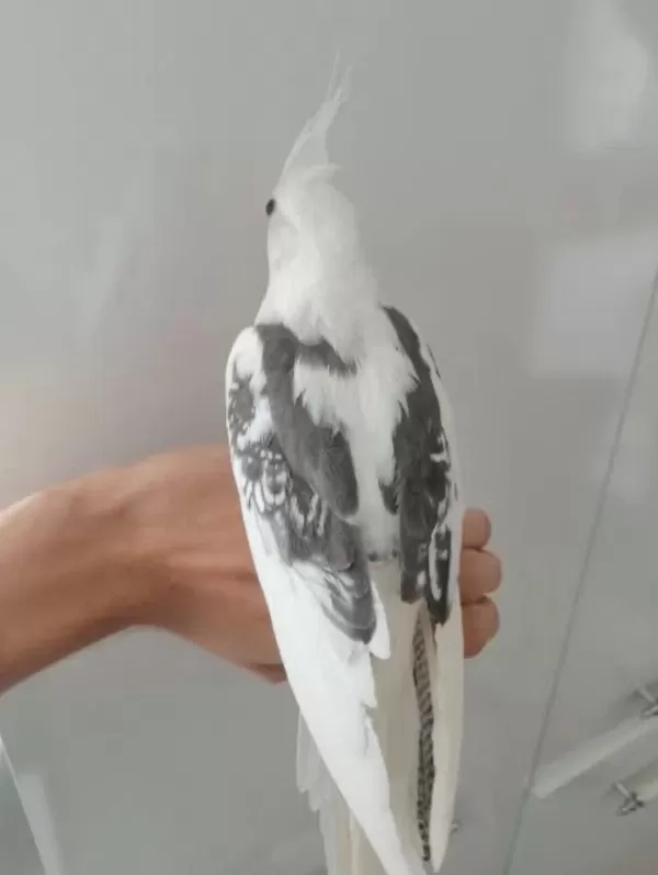 Evcil Eğitimli Sultan Papağanı Yavruları