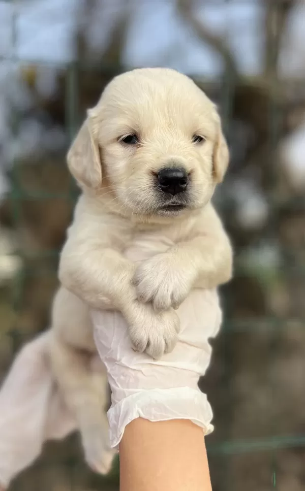 Bebek Yüzlü Golden Retriever Yavrular