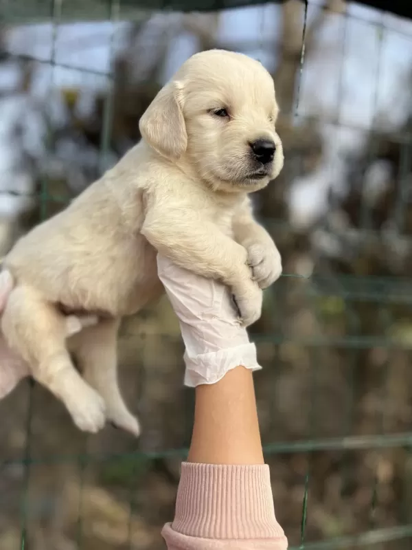 Bebek Yüzlü Golden Retriever Yavrular