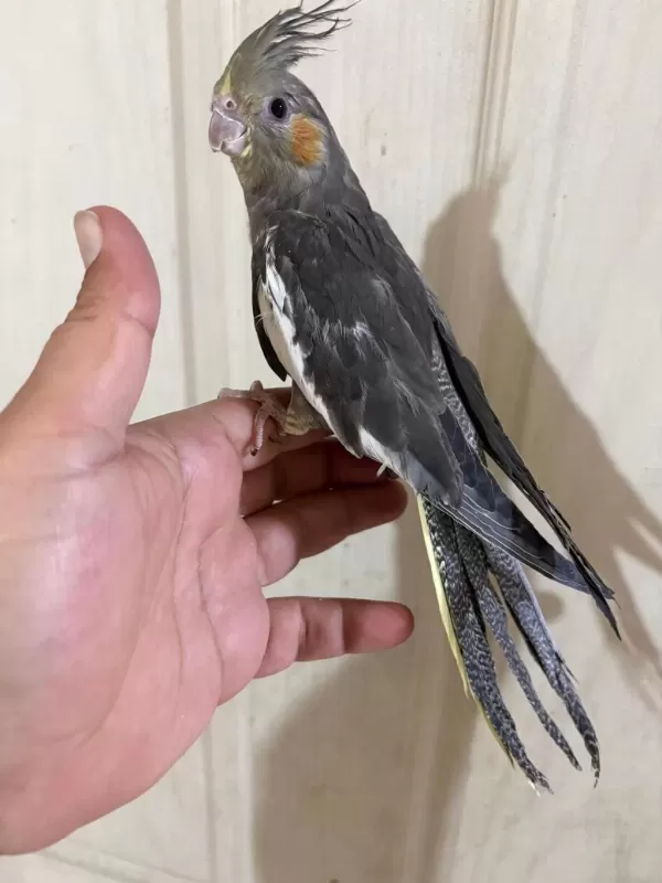 45 Günlük Konuşturmalık Grey Bebek Sultan Papağanı