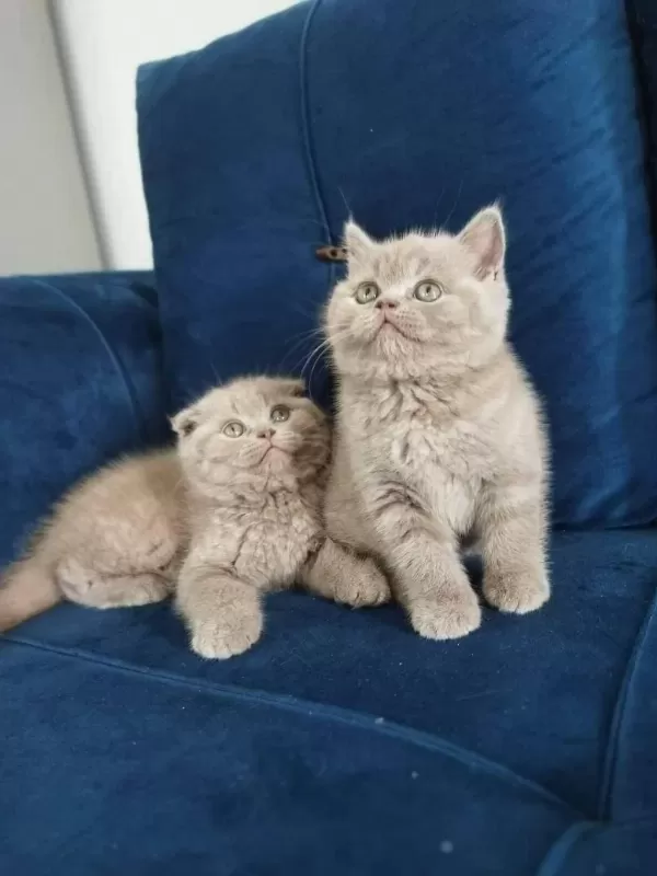 British Shorthair Yavruları
