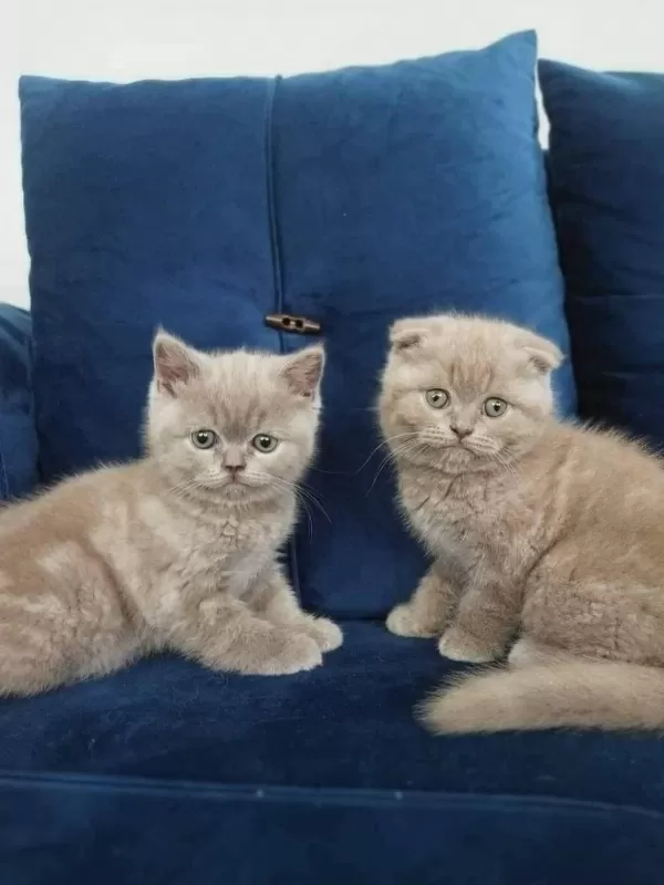 British Shorthair Yavruları
