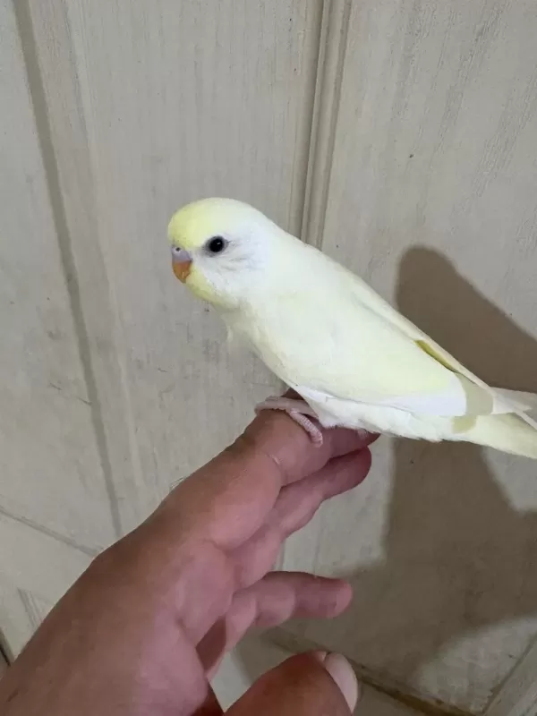 30 Günlük Cremio Dişi Bebek Muhabbet Kuşu