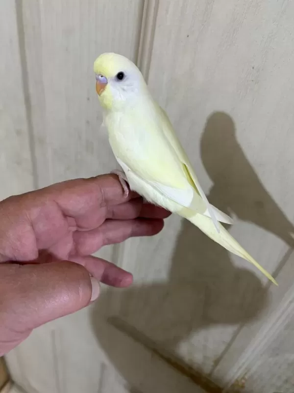 30 Günlük Cremio Dişi Bebek Muhabbet Kuşu