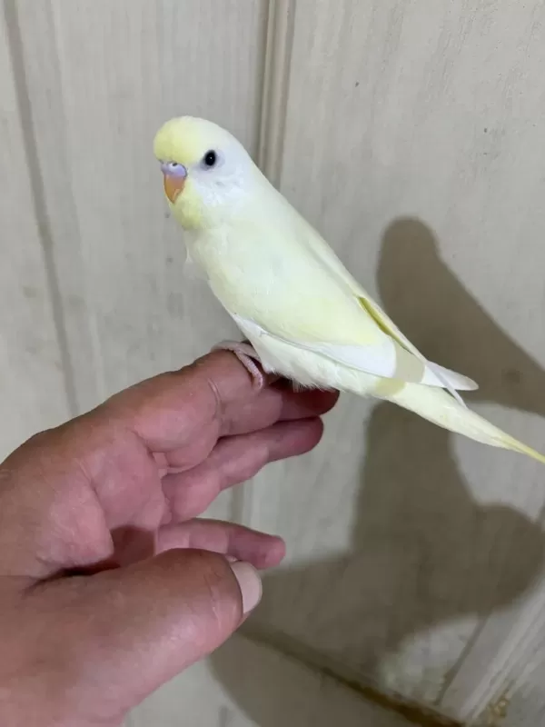30 Günlük Cremio Dişi Bebek Muhabbet Kuşu