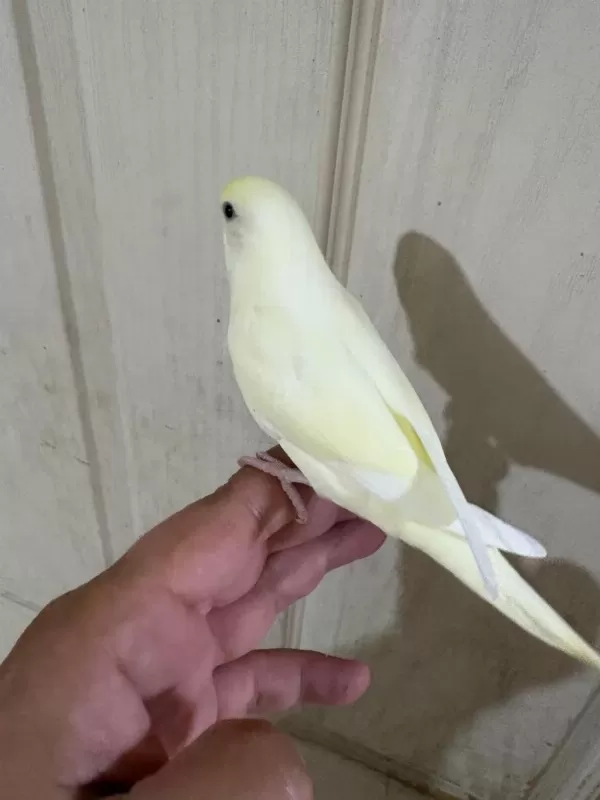 30 Günlük Cremio Dişi Bebek Muhabbet Kuşu