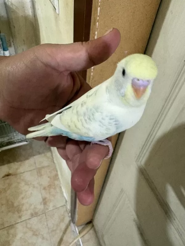 29 Günlük Konuşturmalık Erkek Bebek Muhabbet Kuşu